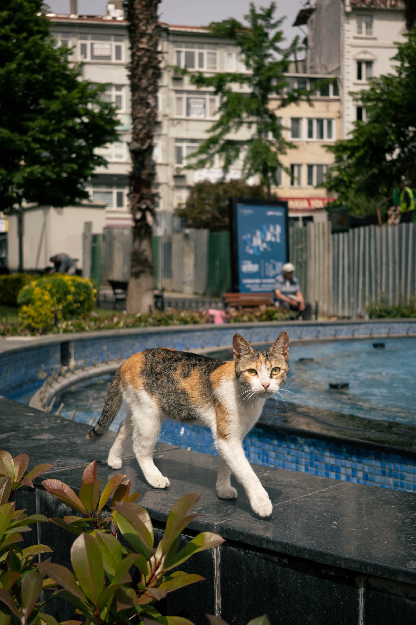 Uma gata malhada junto a uma fonte, Istambul